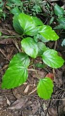 Tiliacora racemosa