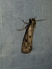 Acrolophus mortipennella