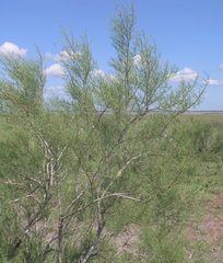Tamarix gracilis