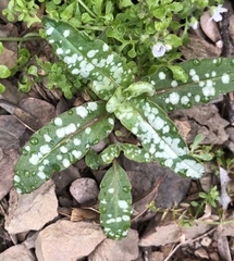 Collinsia tinctoria