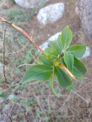 Lonicera etrusca