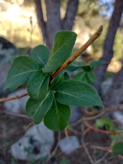 Lonicera etrusca