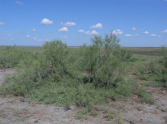 Tamarix gracilis