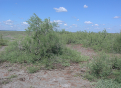 Tamarix gracilis