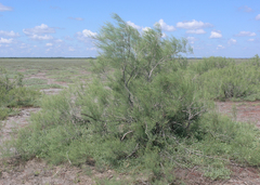 Tamarix gracilis