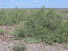 Tamarix gracilis