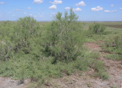 Tamarix gracilis