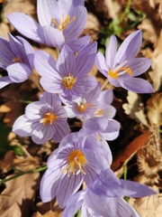 Crocus pulchellus