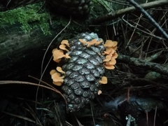 Favolaschia thwaitesii