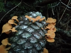 Favolaschia thwaitesii