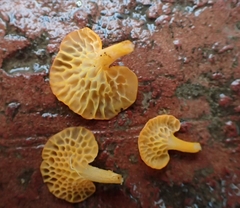 Favolaschia thwaitesii