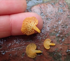 Favolaschia thwaitesii