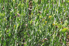 Ericameria discoidea discoidea