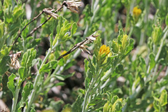 Ericameria discoidea discoidea