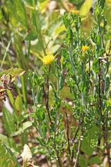 Ericameria discoidea discoidea