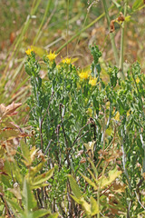 Ericameria discoidea discoidea