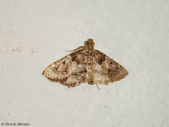 Pyralis manihotalis