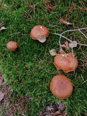 Boletaceae