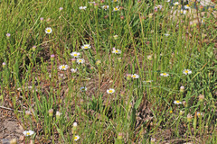 Erigeron eatonii