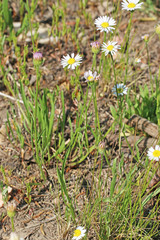 Erigeron eatonii