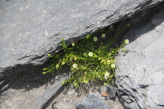 Sagina saginoides