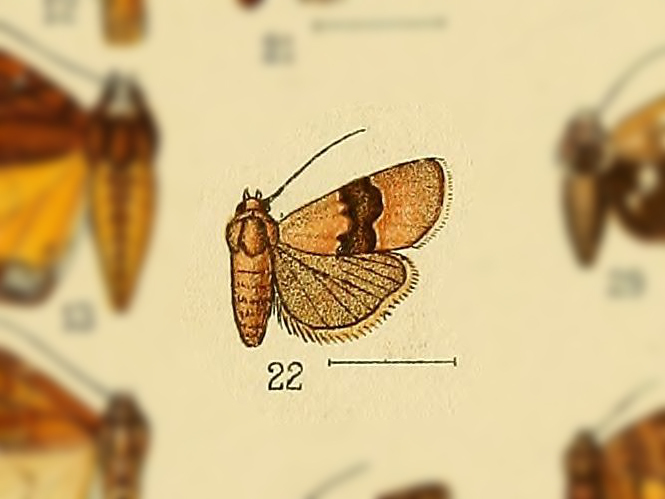 Micrapatetis pyrastis