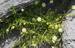 Sagina saginoides