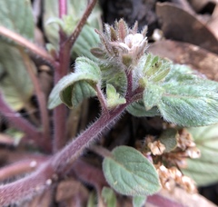 Phacelia phacelioides