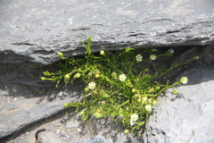 Sagina saginoides