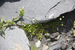 Sagina saginoides