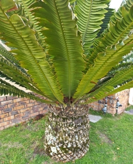 Encephalartos transvenosus