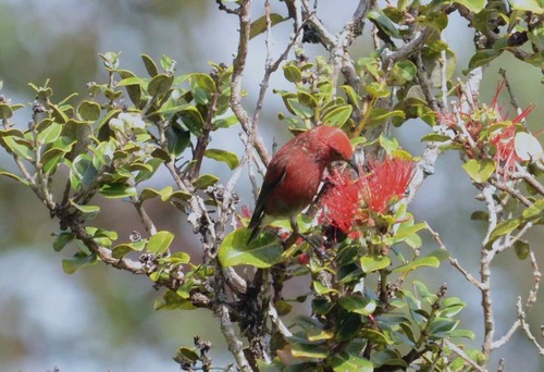 Himatione sanguinea observed 2015-03-13