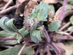Phacelia phacelioides