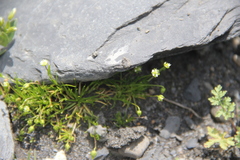 Sagina saginoides