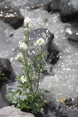 Cardamine raphanifolia acris