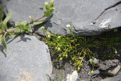 Sagina saginoides