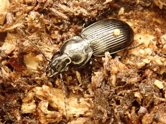 Pterostichus aethiops