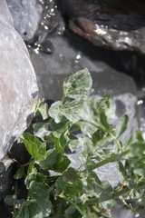 Cardamine raphanifolia acris