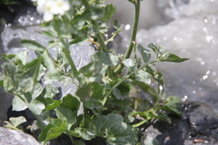 Cardamine raphanifolia acris