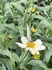 Bidens aurea image