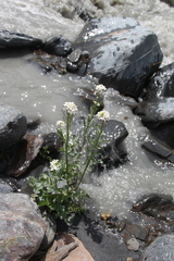 Cardamine raphanifolia acris