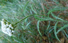 Achillea millefolium