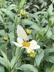 Bidens aurea image