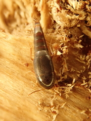 Sepedophilus testaceus