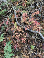 Rosa spithamea