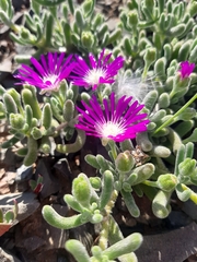 Drosanthemum hispidum