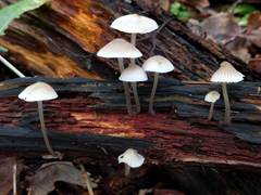 Mycena arcangeliana