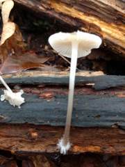 Mycena arcangeliana
