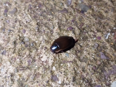 Dytiscus semisulcatus