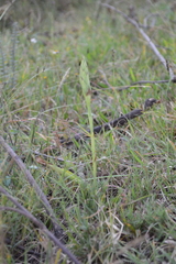 Dichromanthus michuacanus